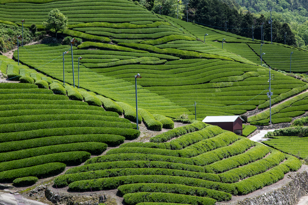 Japanese Green Tea